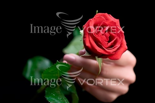 Flower royalty free stock image #952385829