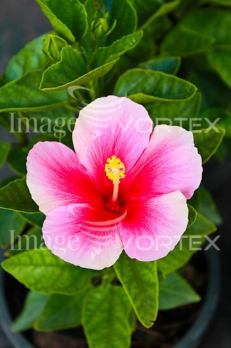 Flower royalty free stock image #953380423