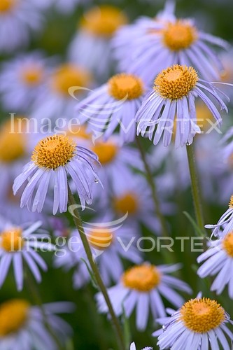 Flower royalty free stock image #956594588