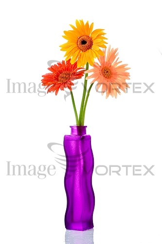 Flower royalty free stock image #957962178