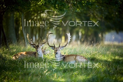 Animal / wildlife royalty free stock image #965419167