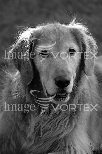 Pet / cat / dog royalty free stock image #974229916