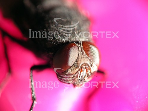 Insect / spider royalty free stock image #985374187