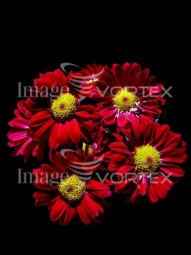 Flower royalty free stock image #990439603