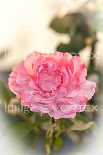 Flower royalty free stock image #990640106