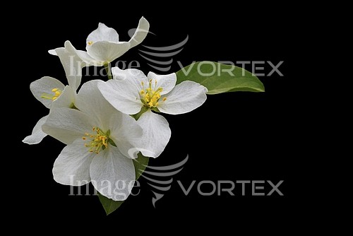 Flower royalty free stock image #992742154