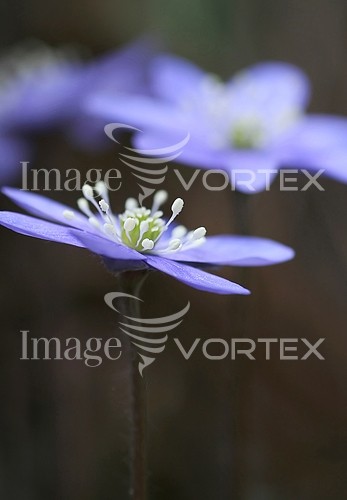 Flower royalty free stock image #997033767
