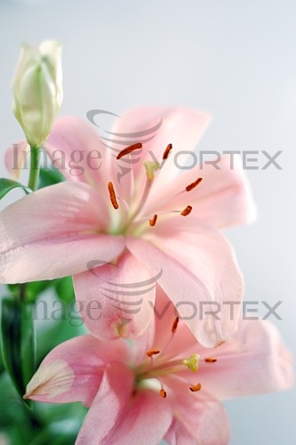 Flower royalty free stock image #999495679