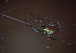 Insects / Spiders 296546668