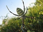 Insects / Spiders 375022494