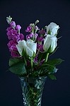 Flowers 377842694