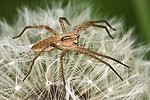 Insects / Spiders 457012089