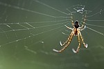 Insects / Spiders 485044556