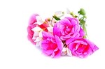 Flowers 543626719
