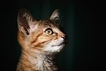 Pet / Cat / Dog royalty free stock image - click to enlarge
