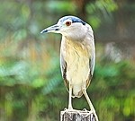 Bird royalty free stock image - click to enlarge